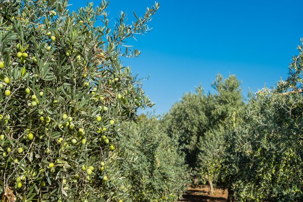 Olive grove, traditional farming, collection and cultivation of ecological natural olives. Selective focus in the foreground, idea for background and advertising of agriculture and eco products